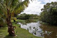 In den Everglades