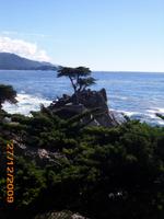 DSCI0063_einsamer Baum