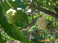 DSCI0207_Noni, Pflanze die gegen Krebs helfen soll