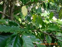 DSCI0208_Kaffeepflanze