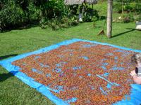 DSCI0222_Kakaobohnen