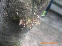 DSCI0244_Blüten des Kakaobaums