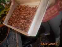 DSCI0250_getrockneter Kakao