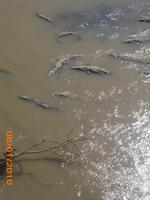 DSCI0265_friedliche Tiere, irgendwie