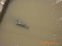 DSCI0266_Versteckspiel - Krokodil