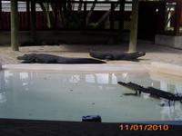 DSCI0338_Alligatoren beim Sonnen