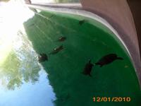 DSCI0344_Schildkröten