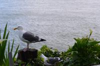 Alcatraz (3)
