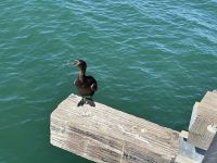 Brandtscharbe - Seevogel