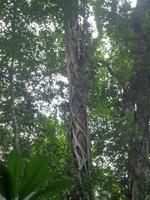 Carara Nationalpark