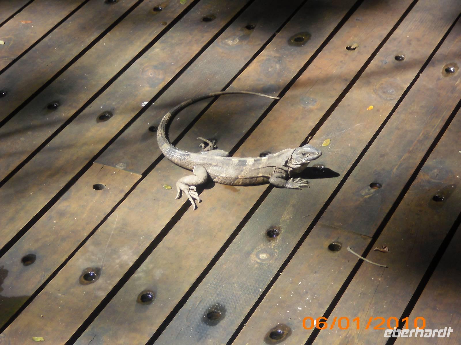 DSCI0258_Leguan