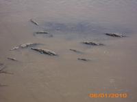 DSCI0264_Krokodile