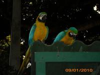 DSCI0335_Papageien