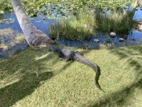 Everglades