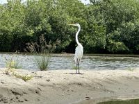 Fahrt durch die Mangroven - Silberreiher