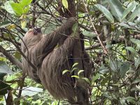 Faultier Rehabilitationszentrum