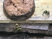 Fröschlein - Goldbaumsteiger