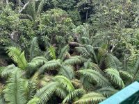 Gamboa Raiforest Reserve