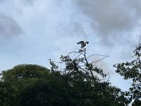 Ibisse im Cruise Center von Cartagena