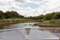 In den Everglades