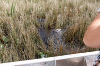 In den Everglades