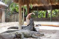 In den Everglades