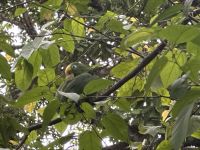 Kakaobaum mit Amazonaspapagei