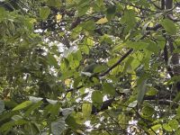 Kakaobaum mit Papagei