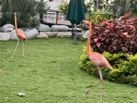 Kubaflamingos im Cruise Center von Cartagena