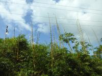 Nationalpark Carara