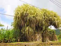 Nationalpark Carara
