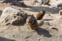 Pebble Beach