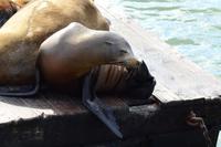Pier 39 (4)