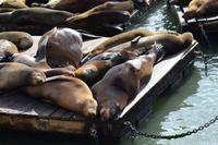 Pier 39 (5)