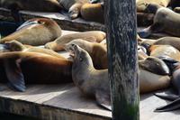 Pier 39 (8)