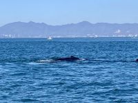 Puerto Vallarta