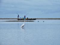 Reiher und Fischer