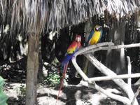 Safari-Park, Guatemala
