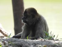 Safari-Park, Guatemala