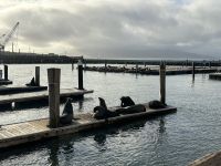 Seelöwen am Fisherman‘s Wharf