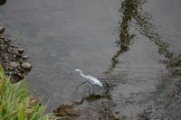 Tarcoles Fluss (3)