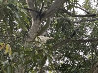 weißer Pfau im Cruise Center von Cartagena