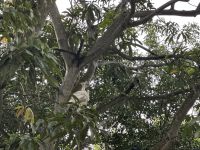 weißer Pfau im Cruise Center von Cartagena