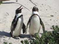 ... leben die Brillen-Pinguine 