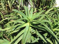 Suchbild (Lösung: die Grüne Baumschlange)