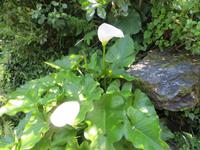 Spaziergang durch den Tsitsikamma-Nationalpark