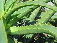 Suchbild (Lösung: die Grüne Baumschlange)