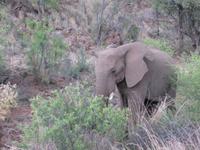 Abendliche Pirschfahrt im Pilanesberg NP