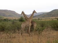 Abendliche Pirschfahrt im Pilanesberg NP