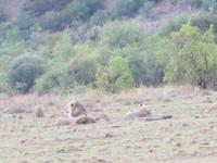 Abendliche Pirschfahrt im Pilanesberg NP